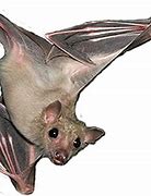 Image result for Bat World