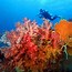 Image result for Coron Bay Diving