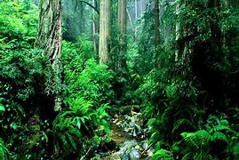 Image result for Nature Jungle