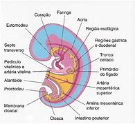 Image result for embriol�gico