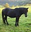 Image result for Spanish Horse Breeds