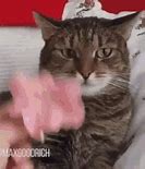 Image result for Cat Claws Meme
