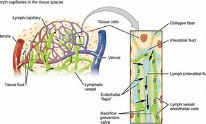 Image result for Capillary Bed Interstitial Fluid