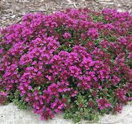 Image result for Red Creeping Thyme Ground Cover