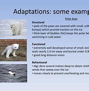Image result for Animal Adaptations Examples