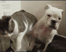 Image result for Dog and Cat with Sunglasses