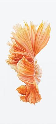 Image result for iPhone 6 Plus Wallpaper Leptop