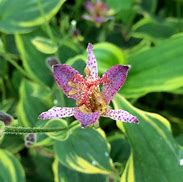 Image result for Tricyrtis Autumn Glow
