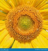 Image result for Sunflower Yellow Disc