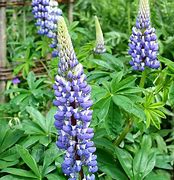 Image result for Lupinus The Governor