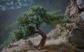 Image result for Tree in Karate Kid