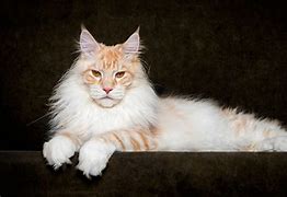 Image result for Maine Coon Wolf Cat