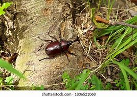 Image result for Unicorn Beetle Heavy Lifting
