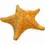 Image result for World's Biggest Starfish