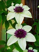 Image result for Clematis with Purple Centre