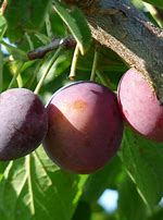 Resultado de imagem para Prunus domestica Monsieur Jaune