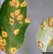 Image result for Apple Tree Infections