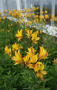Image result for Alstroemeria Sweet Laura ®
