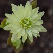 Image result for Anemonella thalictroides Betty Blake