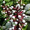 Image result for Actaea pachypoda Misty Blue