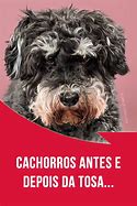 Image result for Sebaceous Cyst Removal On Dogs