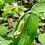 Image result for Uvularia perfoliata