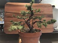 Image result for Spruce Bonsai