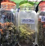 Image result for cannabis_cup