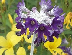 Primula capitata subsp. mooreana-साठीचा प्रतिमा निकाल