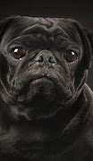Image result for Cute Black Pug Pictures