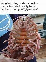 Image result for Isopod Sunday Meme