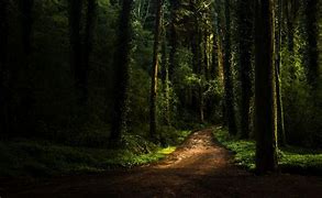 Image result for Forest iPad Wallpaper