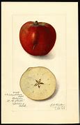 Image result for Heritage Apple Varieties