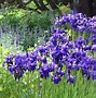 Image result for Iris sibirica Caesars Brother