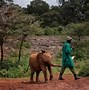 Image result for Zookeeper Feeding the Animals Elephant