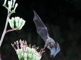 Image result for Bat Pollination