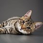 Image result for Third Eye Showing in Cats