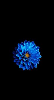 Image result for Black Floral iPhone Wallpaper