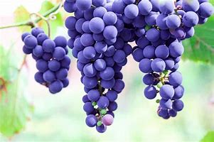 Image result for Single Purple Grape