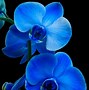 Image result for Orchid Wallpaper Laptop