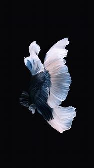 Image result for iPhone 6 Wallpaper Fish