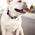 Image result for Puppy Dog Collar