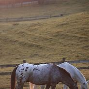 Image result for Stud Horse Flair