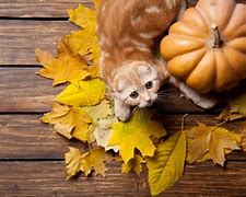 Image result for Happy Autumn Cat