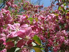 Image result for Crab Apple Tree Leaves