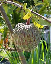 Image result for Ilama Fruit