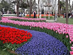 Image result for Tulips in Turkey