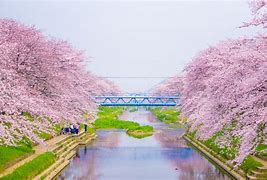 日本樱花季 的图像结果