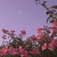 Image result for Aesthetic Floral Wallpaper HD