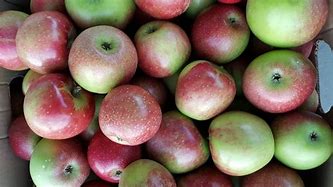 Image result for Winesap Apple Tree